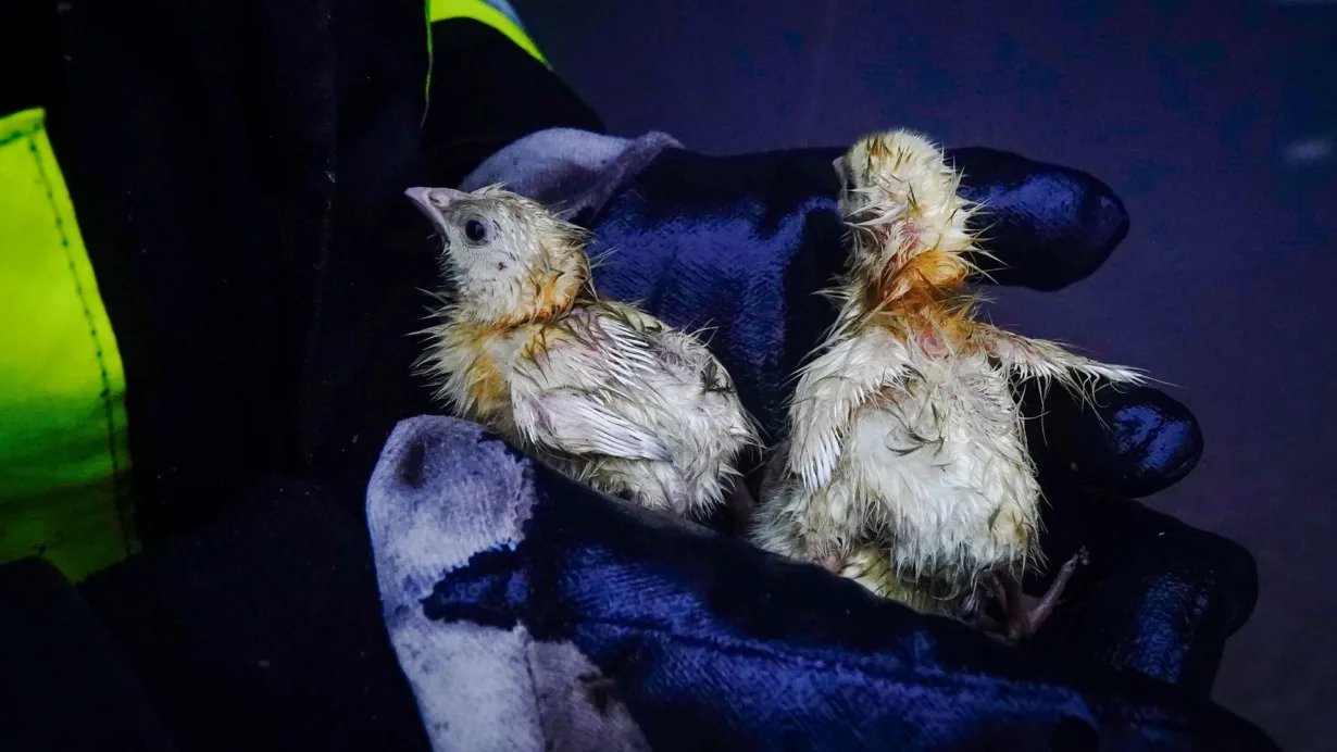 638752868 1232791958946336 8985036342150134032 n