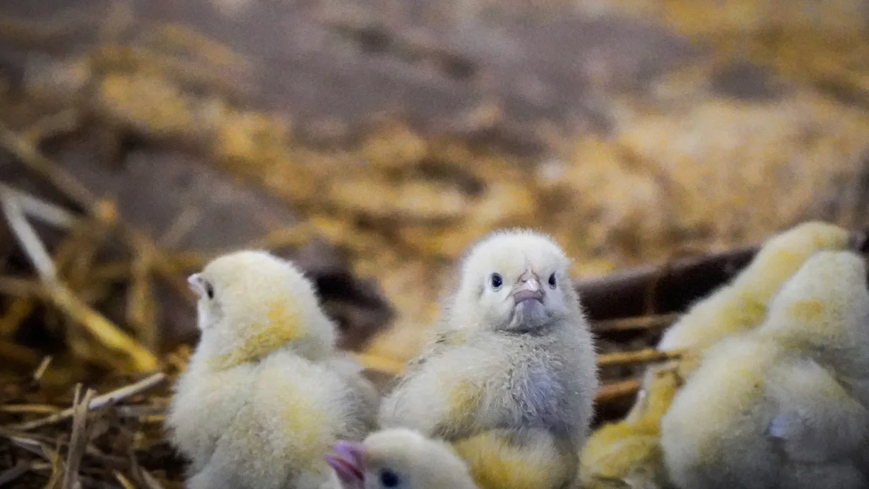 638793183 1232791955613003 301656114207945121 n